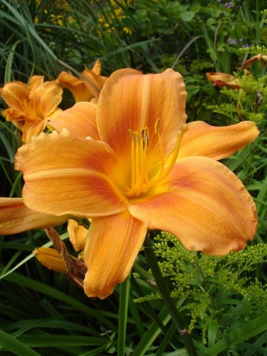 Лилейник (Daylily)