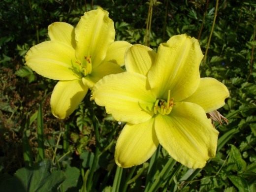 Лилейник (Daylily)