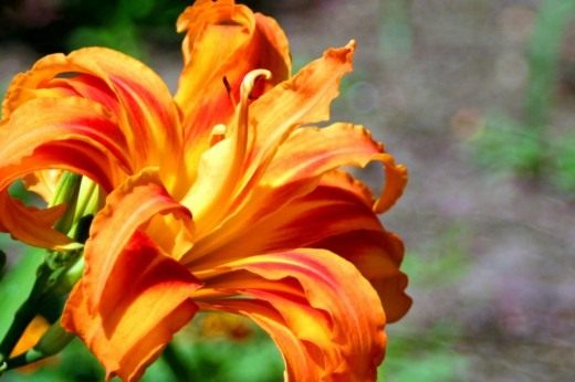 Лилейник (Daylily)