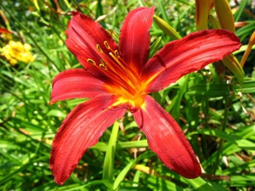 Лилейник (Daylily)
