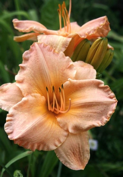 Лилейник (Daylily)