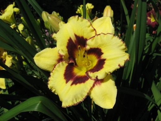 Лилейник (Daylily)