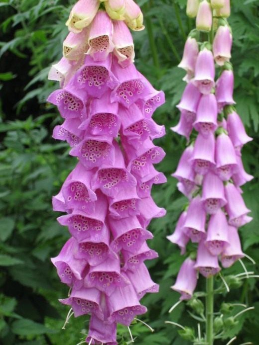 Наперстянка красная, или наперстянка пурпурная (Digitalis purpurea)