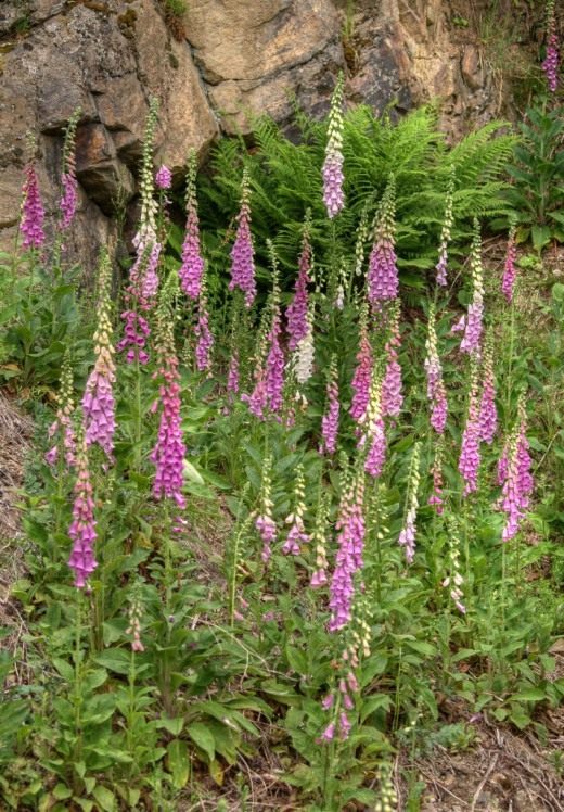 Наперстянка красная, или наперстянка пурпурная (Digitalis purpurea)