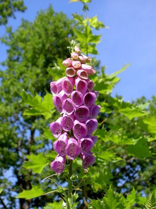 Наперстянка красная, или наперстянка пурпурная (Digitalis purpurea)