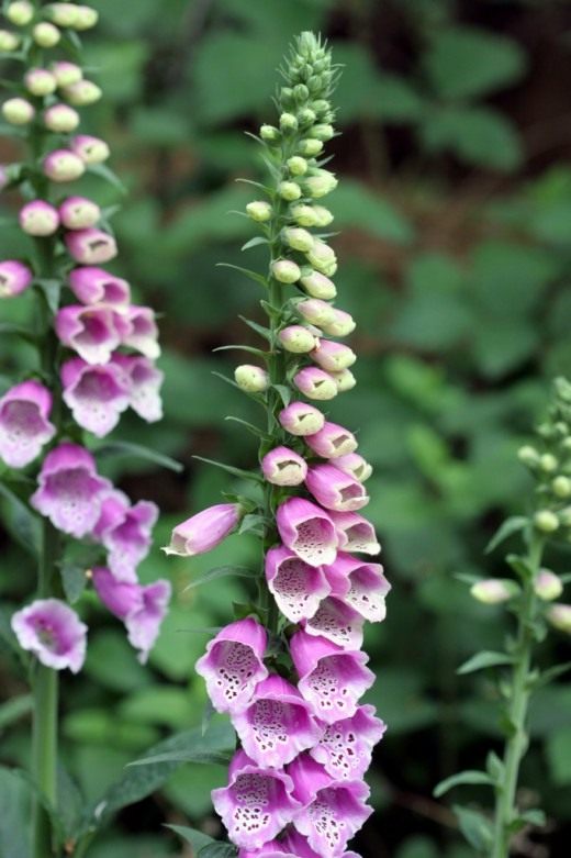 Наперстянка красная, или наперстянка пурпурная (Digitalis purpurea)
