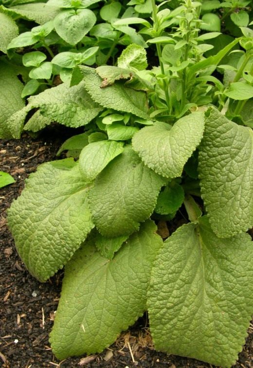 Наперстянка красная, или наперстянка пурпурная (Digitalis purpurea)