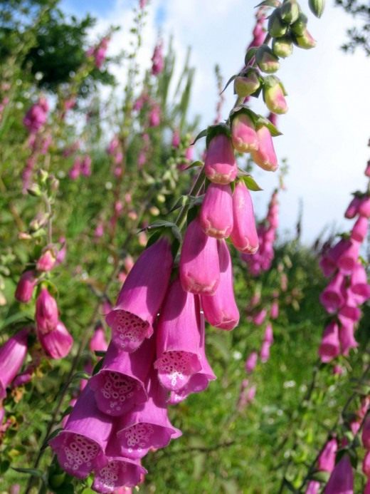 Наперстянка красная, или наперстянка пурпурная (Digitalis purpurea)