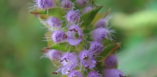 Эльсгольция реснитчатая (Elsholtzia ciliata)