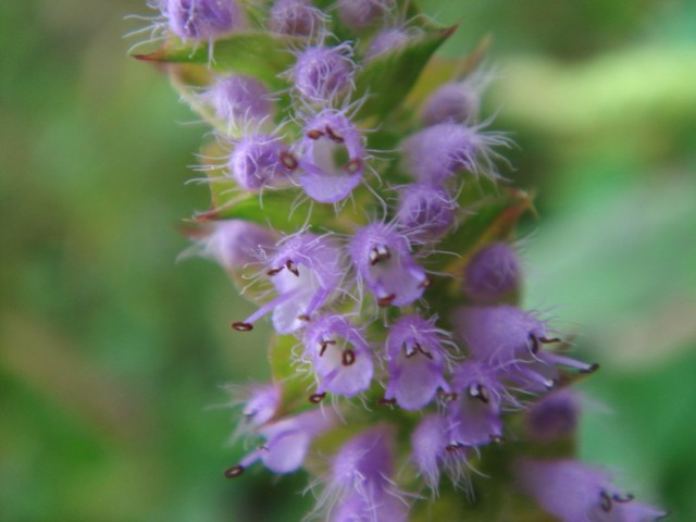 Эльсгольция реснитчатая (Elsholtzia ciliata) Эльсгольция реснитчатая (Elsholtzia ciliata)