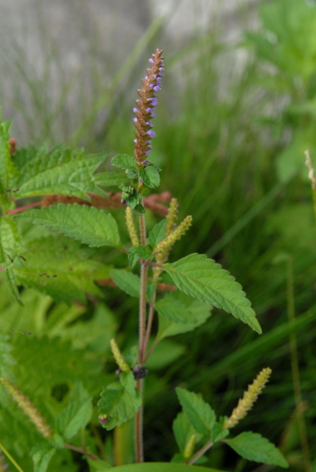 Эльсгольция реснитчатая (Elsholtzia ciliata) Эльсгольция реснитчатая (Elsholtzia ciliata)