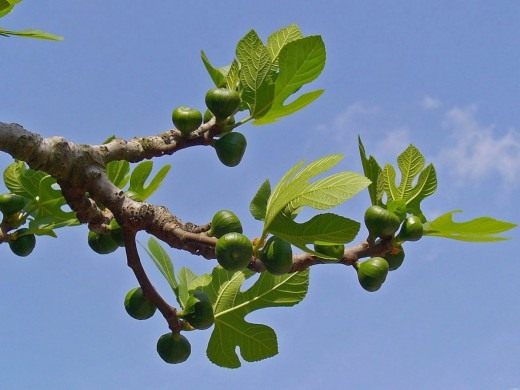 Фиговое дерево, инжир, смоковница (Figs)