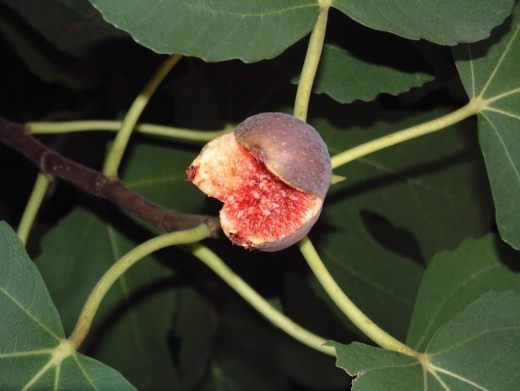 Фиговое дерево, инжир, смоковница (Figs)