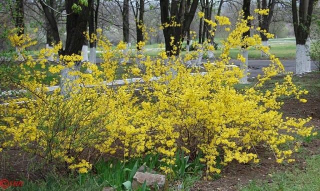 Форзиция (Форсайтия) европейская Форзиция (Форсайтия) европейская