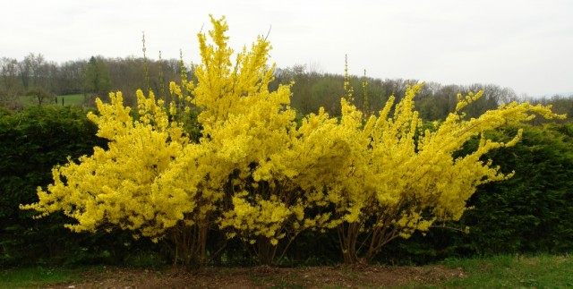Форзиция, или Форсайтия, или форсиция (Forsythia) Форзиция, или Форсайтия, или форсиция (Forsythia)