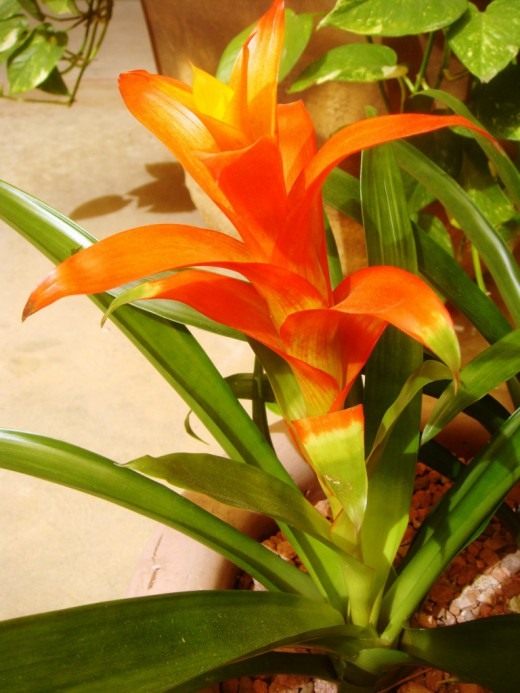 Гузмания (Guzmania)