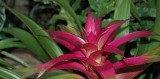 Гузмания (Guzmania)