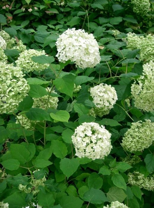 Гортензия (Hydrangea) Гортензия (Hydrangea)