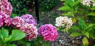 Гортензия (Hydrangea)