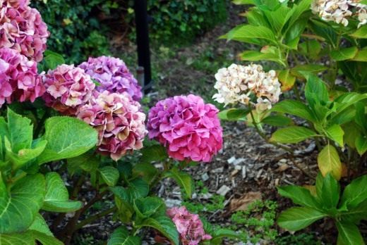 Гортензия (Hydrangea) Гортензия (Hydrangea)