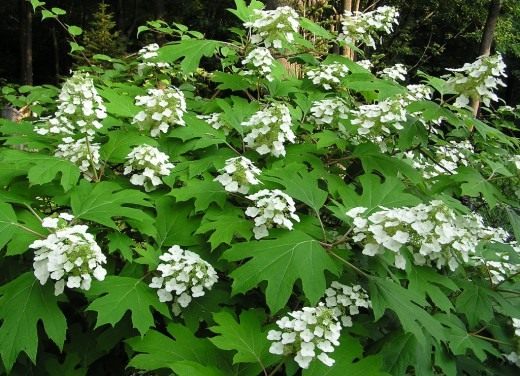 Гортензия (Hydrangea)