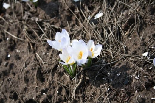 крокусы, апрель 2011 (Crocus)