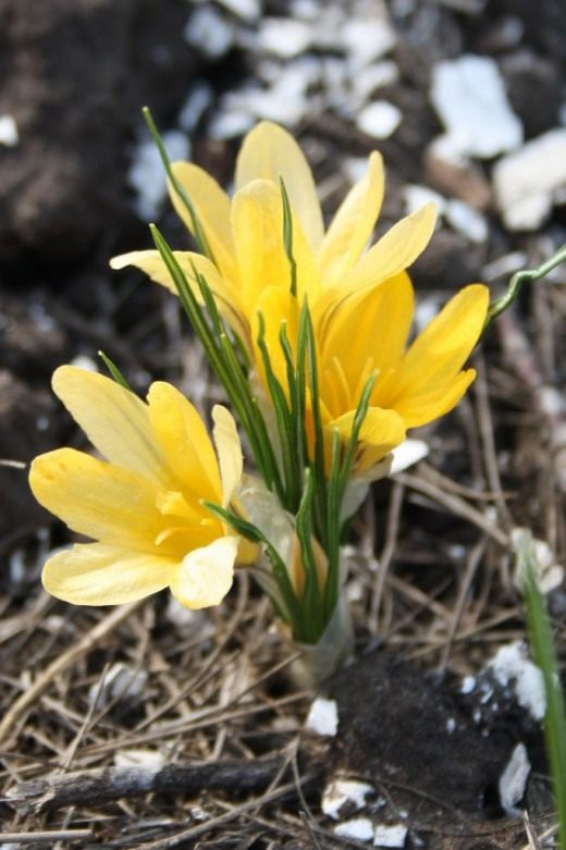 Крокусы (Crocus) Крокусы (Crocus)