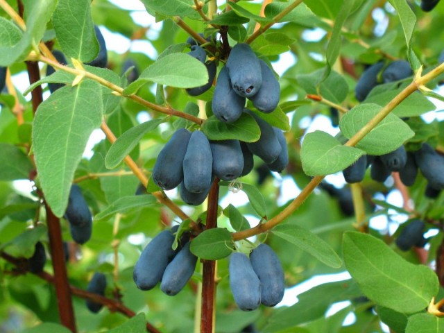 Жимолость съедобная, или Жимолость Турчанинова (Lonicera edulis) Жимолость съедобная, или Жимолость Турчанинова (Lonicera edulis)