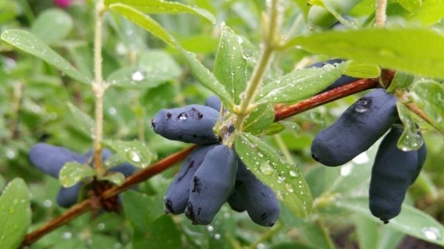 Жимолость съедобная, или Жимолость Турчанинова (Lonicera edulis) Жимолость съедобная, или Жимолость Турчанинова (Lonicera edulis)