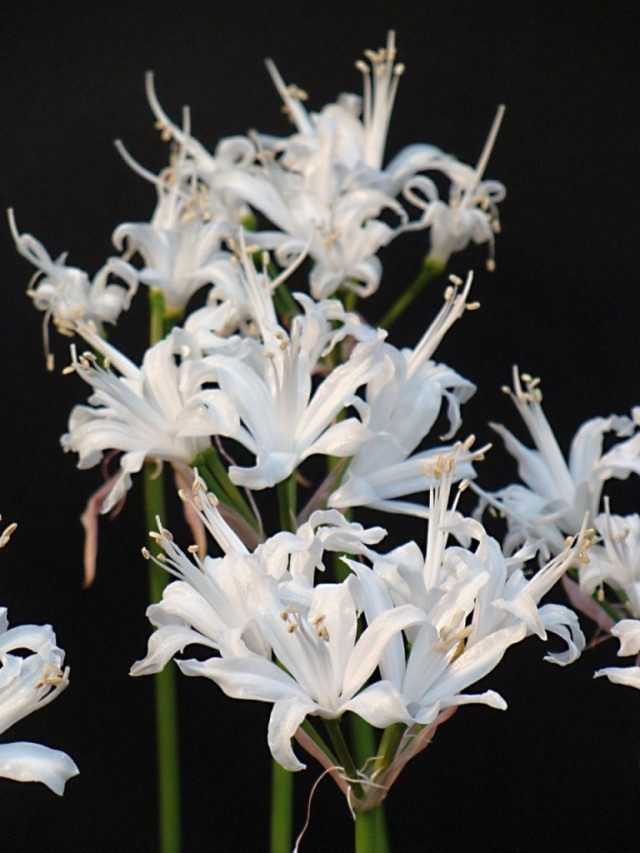 Ликорис белоцветковый (Lycoris albiflora) Ликорис белоцветковый (Lycoris albiflora)