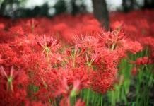 Ликорис лучистый (Lycoris radiata)