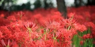 Ликорис лучистый (Lycoris radiata)