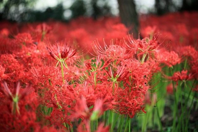 Ликорис лучистый (Lycoris radiata) Ликорис лучистый (Lycoris radiata)