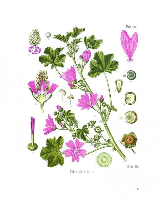 Иллюстрация Мальва лесная, или Просвирник лесной (Illustration of Malva sylvestris)