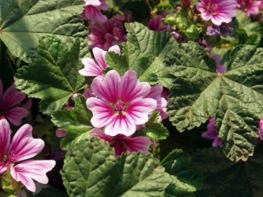 Мальва лесная, или Просвирник лесной (Malva sylvestris)