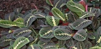 Маранта беложилковатая, сорт «Фасцинатор» (Maranta leuconeura 'Fascinator')