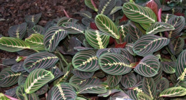 Маранта беложилковатая, сорт «Фасцинатор» (Maranta leuconeura 'Fascinator') Маранта беложилковатая, сорт «Фасцинатор» (Maranta leuconeura 'Fascinator')