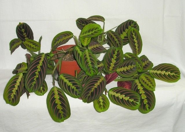 Маранта беложилковатая сорт «Фасцинатор» (Maranta leuconeura 'Fascinator') Маранта беложилковатая сорт «Фасцинатор» (Maranta leuconeura 'Fascinator')