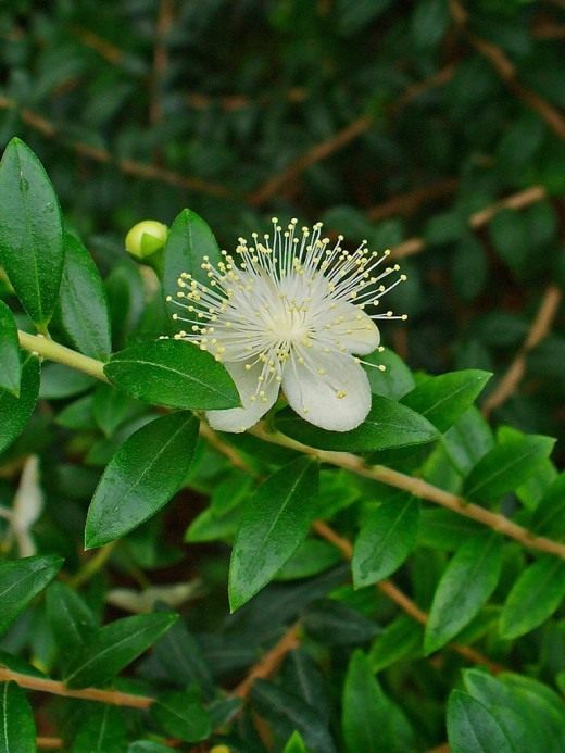 Мирт (Myrtle)