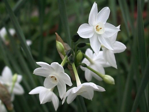 Нарцисс (Narcissus)