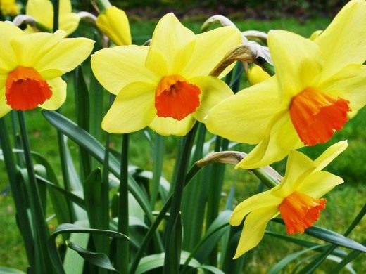 Нарцисс (Narcissus)