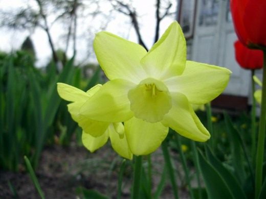 Нарцисс (Narcissus)