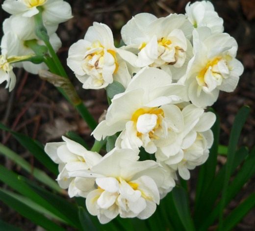 Нарцисс (Narcissus)