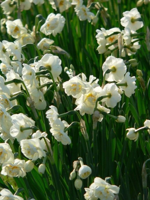 Нарцисс (Narcissus)