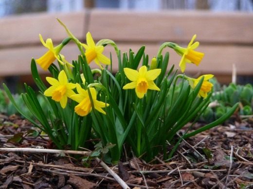 Нарцисс (Narcissus)