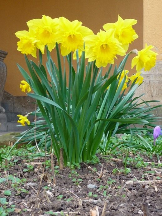 Нарцисс (Narcissus)
