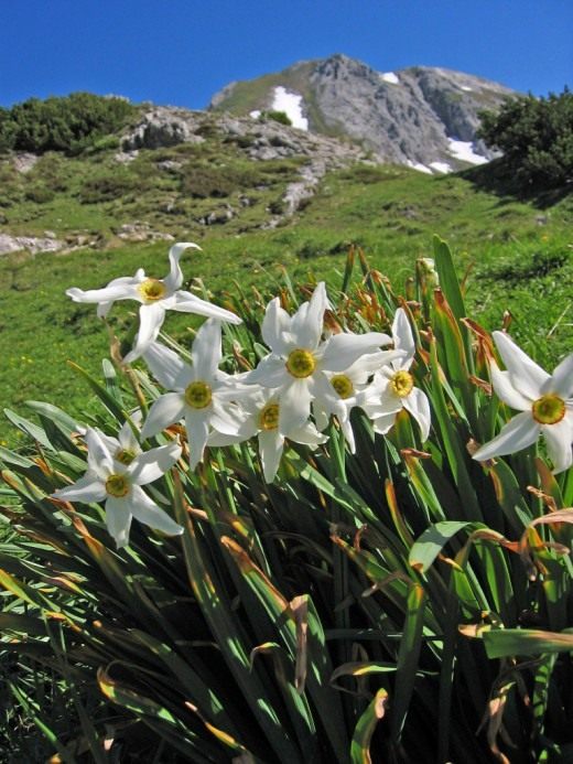 Нарцисс (Narcissus)