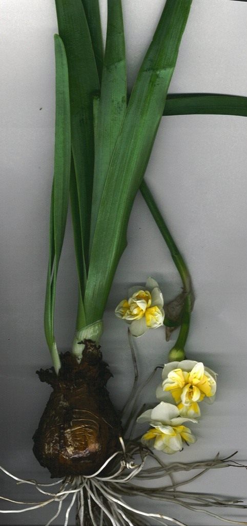 Нарцисс (Narcissus)