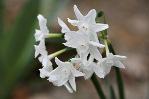 Нарцисс (Narcissus)