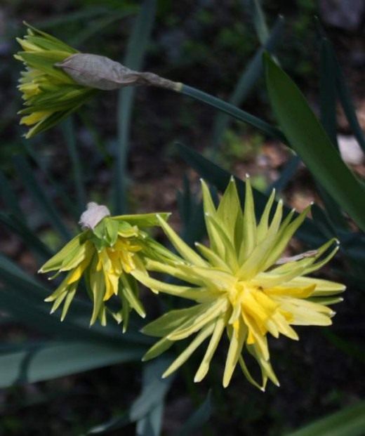 Нарцисс (Narcissus)